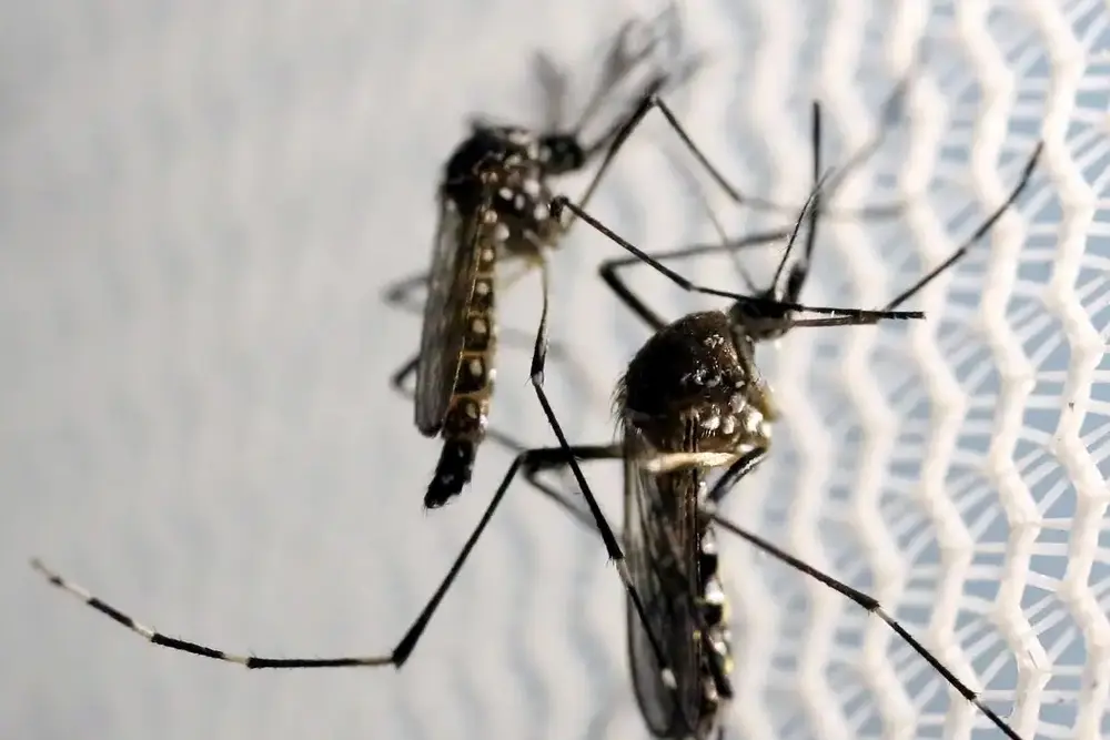 Butantan é autorizado a fabricar vacina contra chikungunya