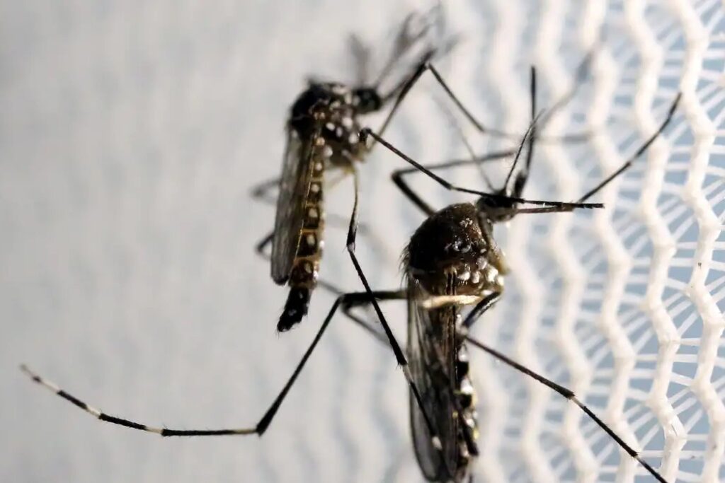 Butantan é autorizado a fabricar vacina contra chikungunya