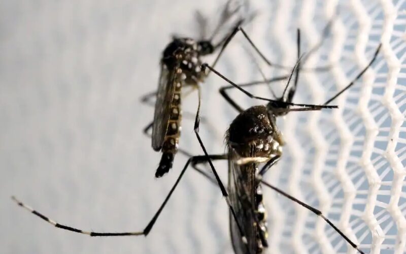 Butantan é autorizado a fabricar vacina contra chikungunya