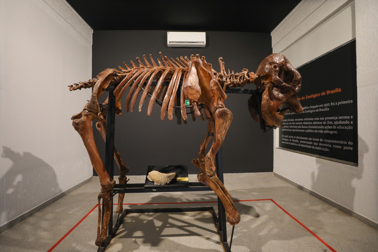 Museu do Zoo de Brasília reabre com roteiro interativo e acessível