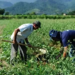 DF orienta sobre regularização de ocupação rural