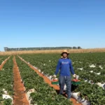 Agricultura familiar: 10 mil pessoas levam alimento à mesa no DF