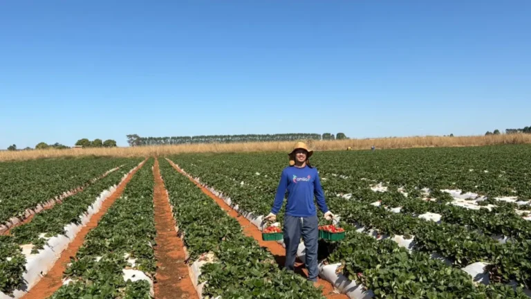 Agricultura familiar: 10 mil pessoas levam alimento à mesa no DF